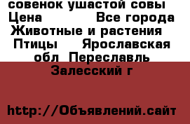 совенок ушастой совы › Цена ­ 5 000 - Все города Животные и растения » Птицы   . Ярославская обл.,Переславль-Залесский г.